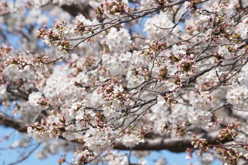 桜の開花状況 五分 八分咲き なぶんけんブログ