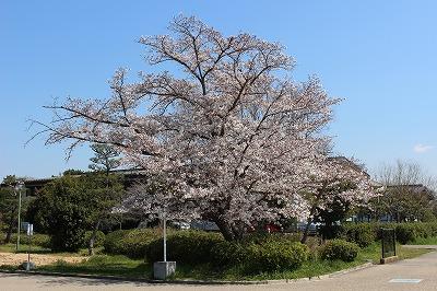 桜の開花状況 五分 八分咲き なぶんけんブログ