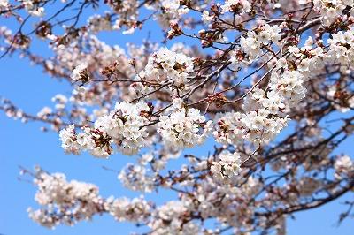 桜の開花状況 五分 八分咲き なぶんけんブログ