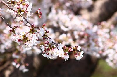 桜の開花状況 五分 八分咲き なぶんけんブログ