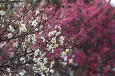 梅便り２０２０ つぼみ膨らむ 三分咲き なぶんけんブログ