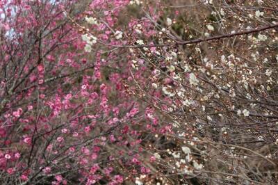 IMG_6954.jpg