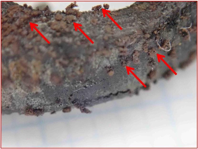 還元型硫黄化合物ガスの影響でBlackspotと呼ばれる新たな腐食生成物（矢印）が生じた文化財の画像
