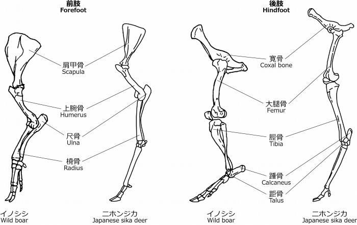 Wildboar_Japanesesikadeer.jpg