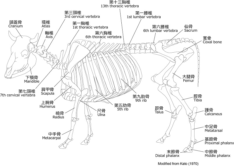 cattle_w800.jpg