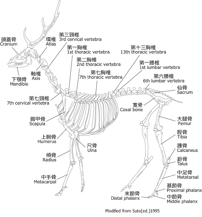 japanesesikadeer_w700re.jpg