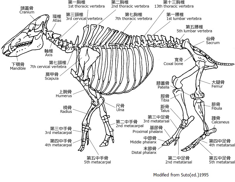 wildboar_w800re.jpg